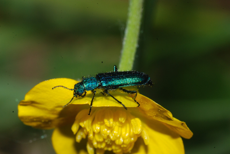 coleotterino blu: Psilothrix sp.